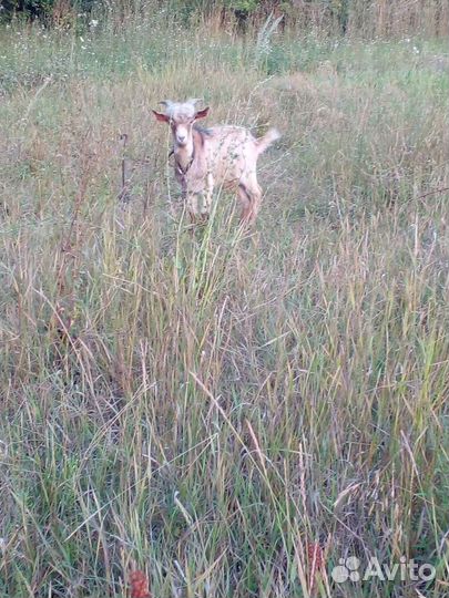 Коза дойная третий окот, козленок и козочка 6мес