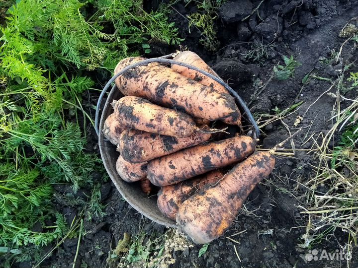 Продам морковь