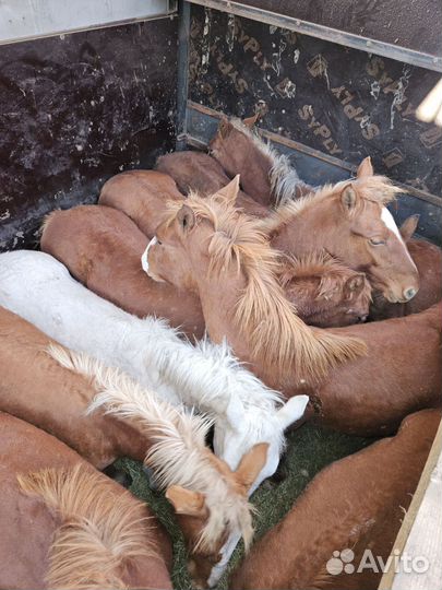 Жеребята полутяжные