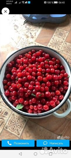 Вишня свежая