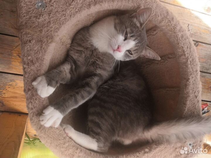 Кот дымчатый