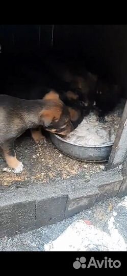 Щенки сибирской хаски