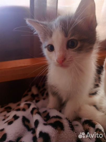 Кошка в дар