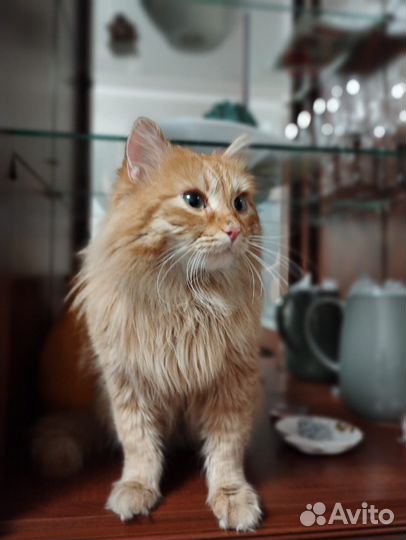 Кот для вязки