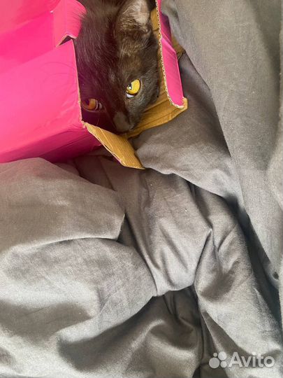 Черная кошка