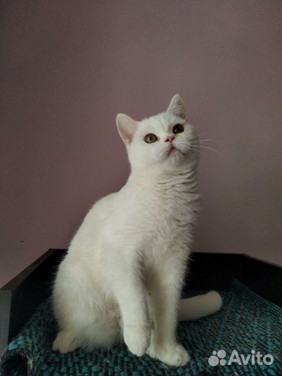 Шотландские блондины