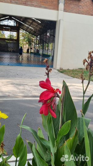 Семена Канны сортовые/разные расцветки