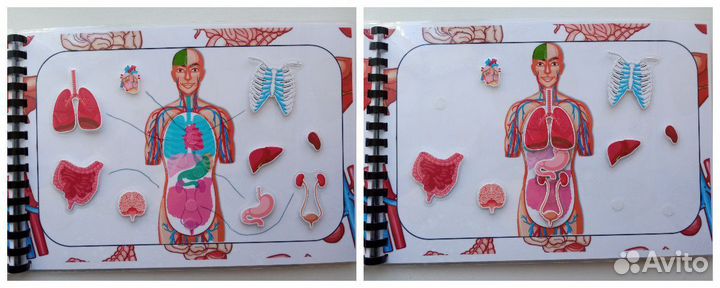 Анатомия человека для дошкольников