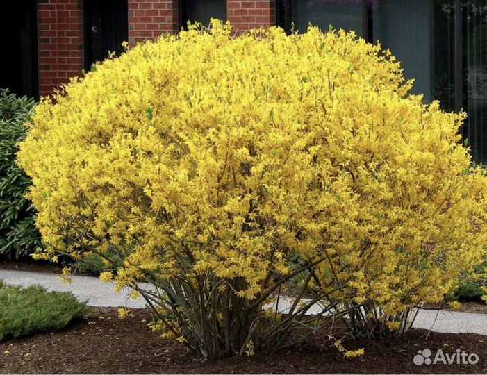 Декоративные деревья и кусты