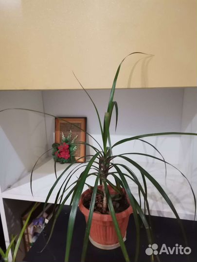 Пальма драцена