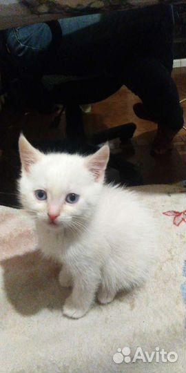 Передержка котиков и кошечек