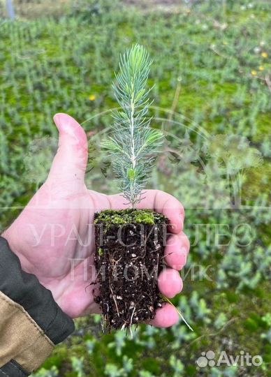 Голубая ель с зкс сеянцы