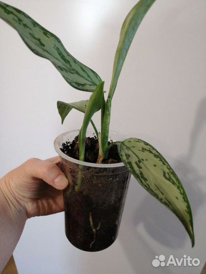 Аглаонема Сильвер Кинг