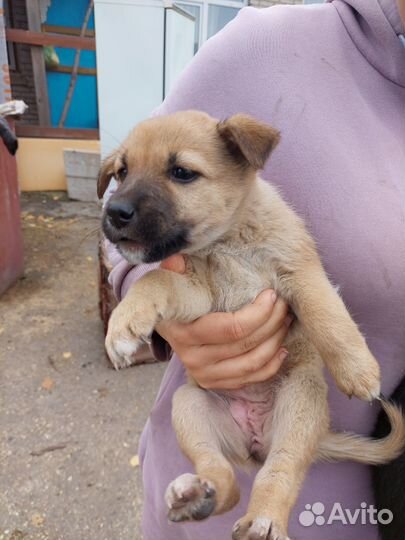 Щенки в добрые руки