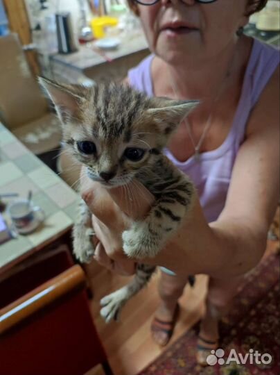 Кошки в добрые руки бесплатно