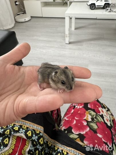 Джунгарский хомяк