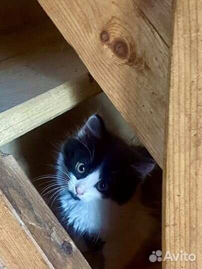 Котенок крошечный