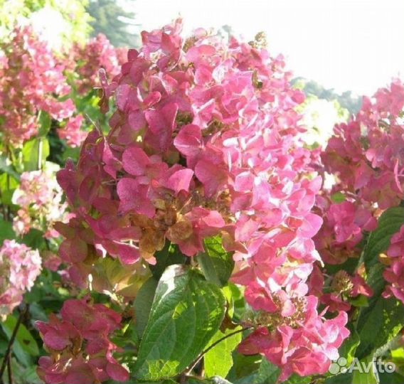 Гортензия Мега Минди