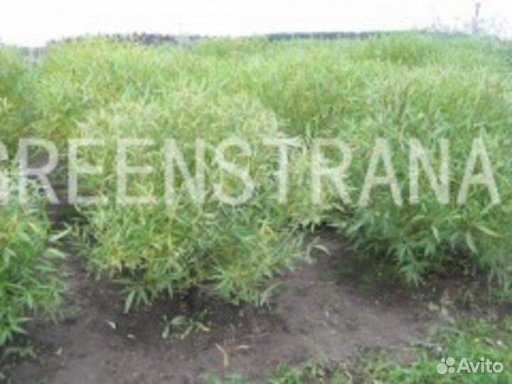 Ива ломкая (Salix frajilis) Bullata