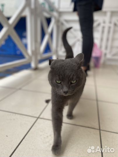 Кот, просто Кот