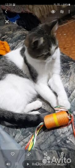 Потерялся кот