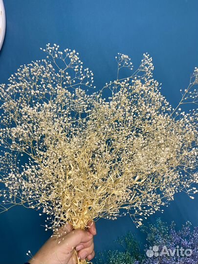 Гипсофила стабилизированная