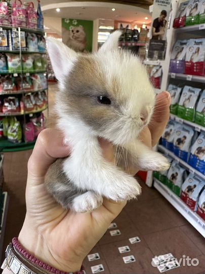 Карликовый мини кролик