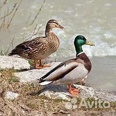 Кряковая утка