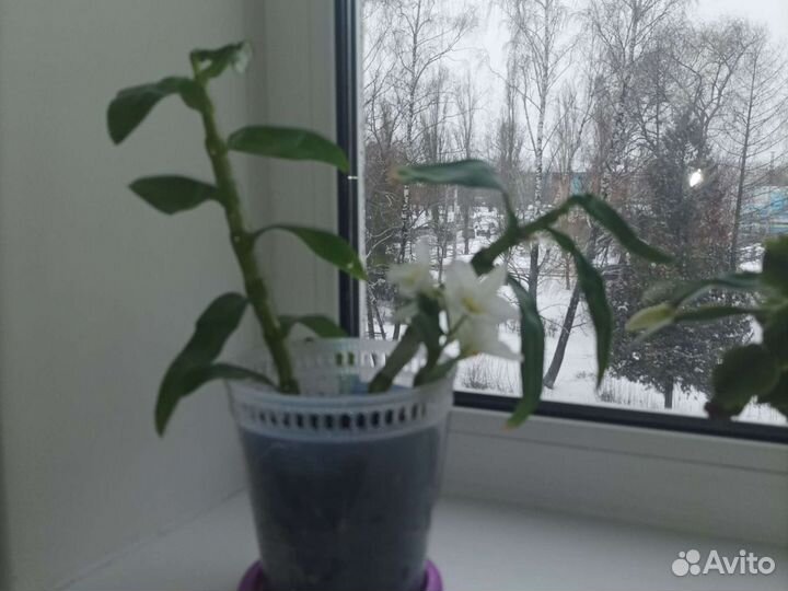 Дендробиум Нобиле белая орхидея