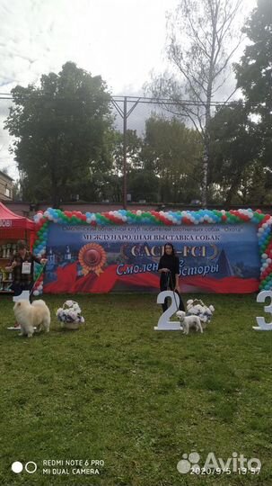 Вязка в Сочи