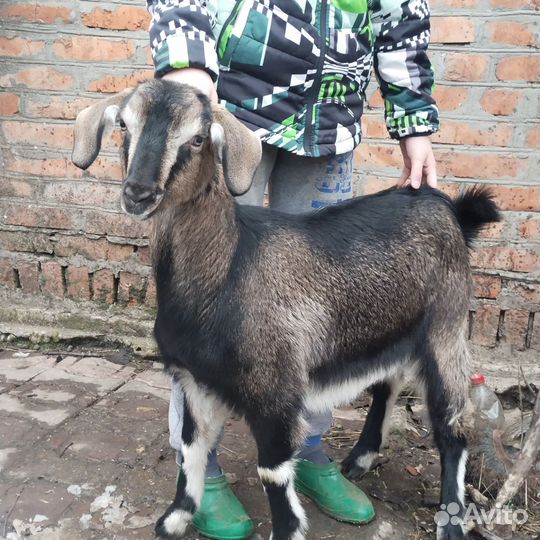 Альпийские козы