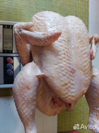 Бройлер домашний