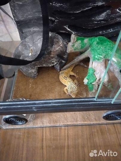 Гекон эублефар