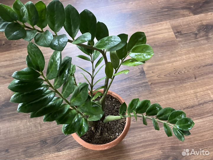 Замиокулькас черный равен. Сансевиерия зиберт