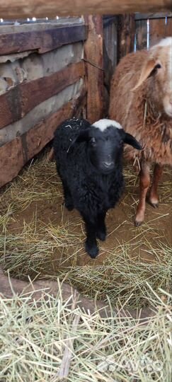 Овцы эдельбай