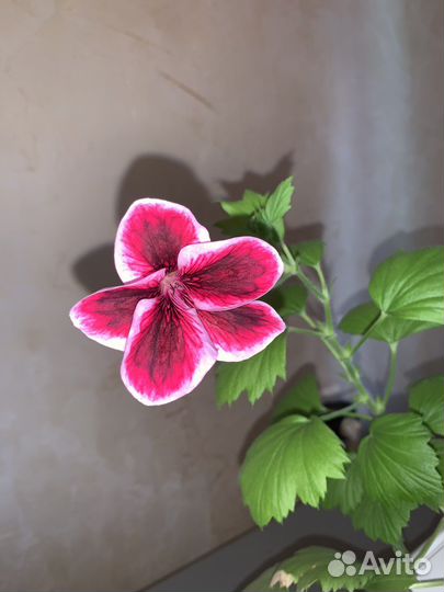 Пеларгония герань