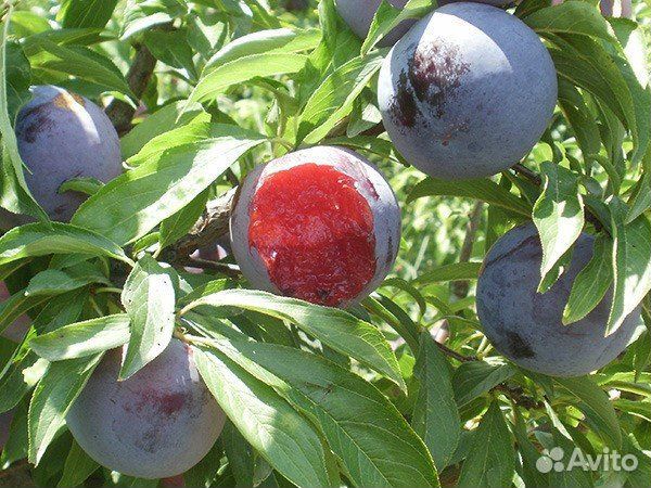 Слива Блэк Даймонд (Black Diamond) Саженцы 2 года