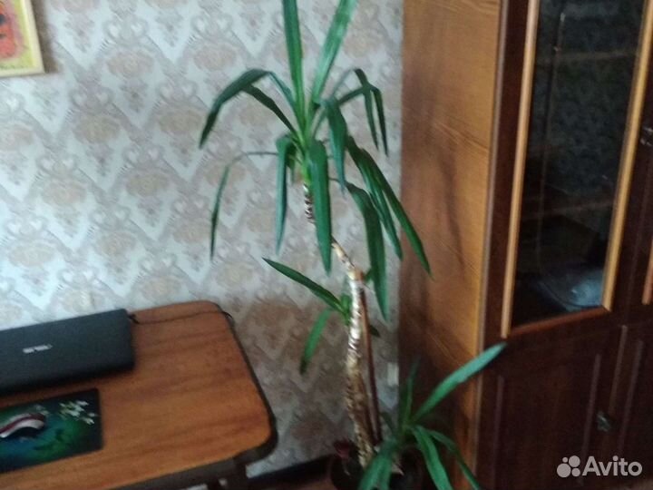 Пальма юкка