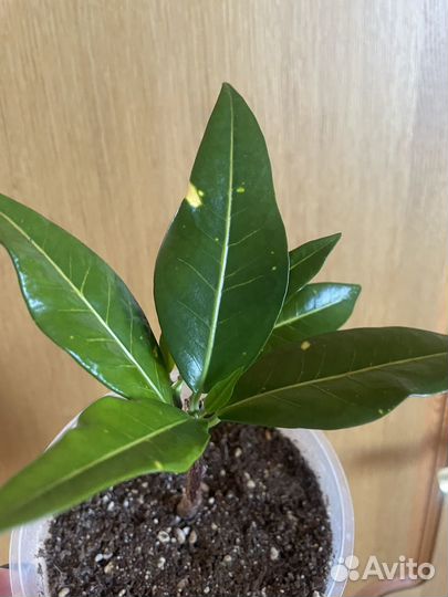 Кротон Голд Сан