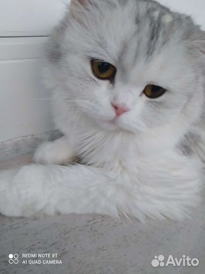 Котята отдам бесплатно