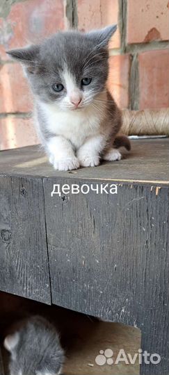 Отдам бесплатно