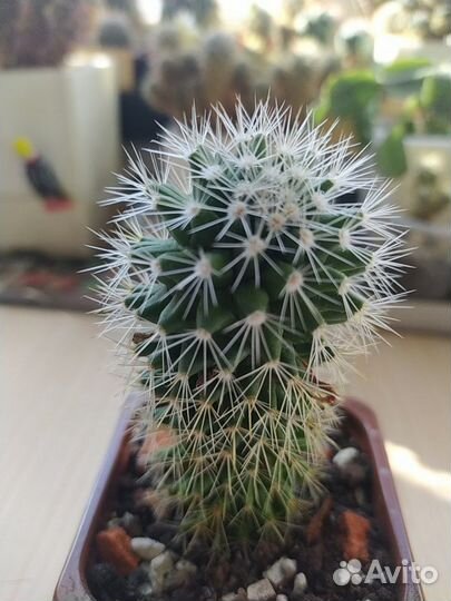 Кактус маммилярия цветущий