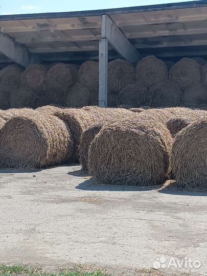 Солома ячменная