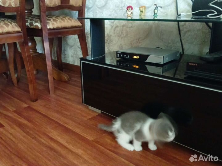 Котенок