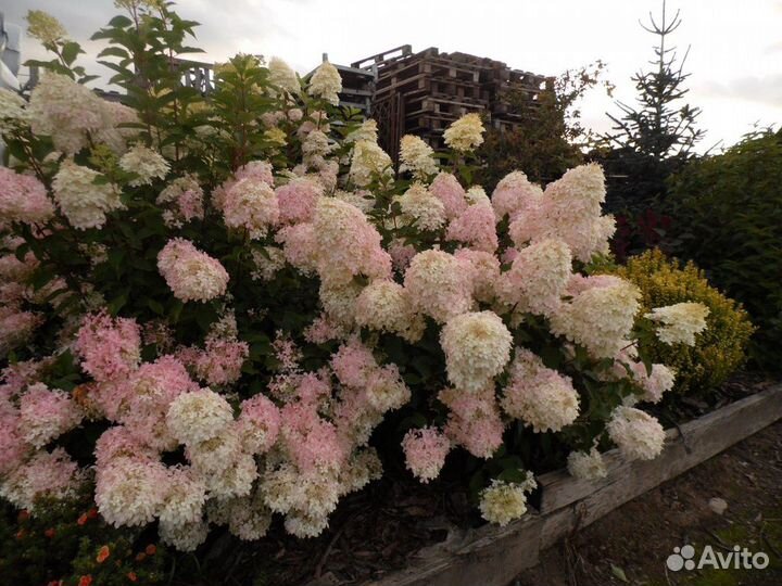 Питомник реализует Гортензию Фантом горш. С5