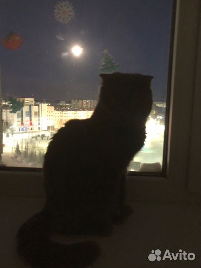 Кошка Британская вислоухая