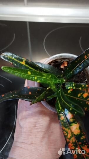 Кротон Батик