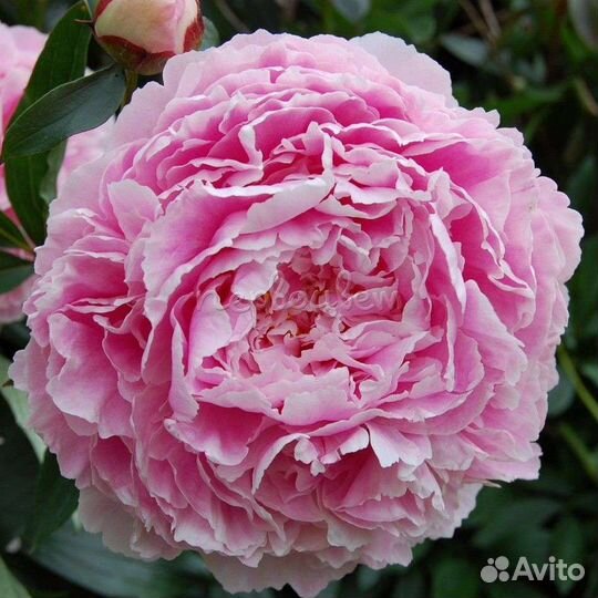 Пионы Сара Бернар и Дюшес де Немур, корневище