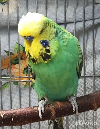 Выставочный волнистый попугай