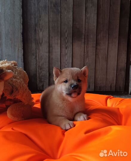 Сиба Ину щенки